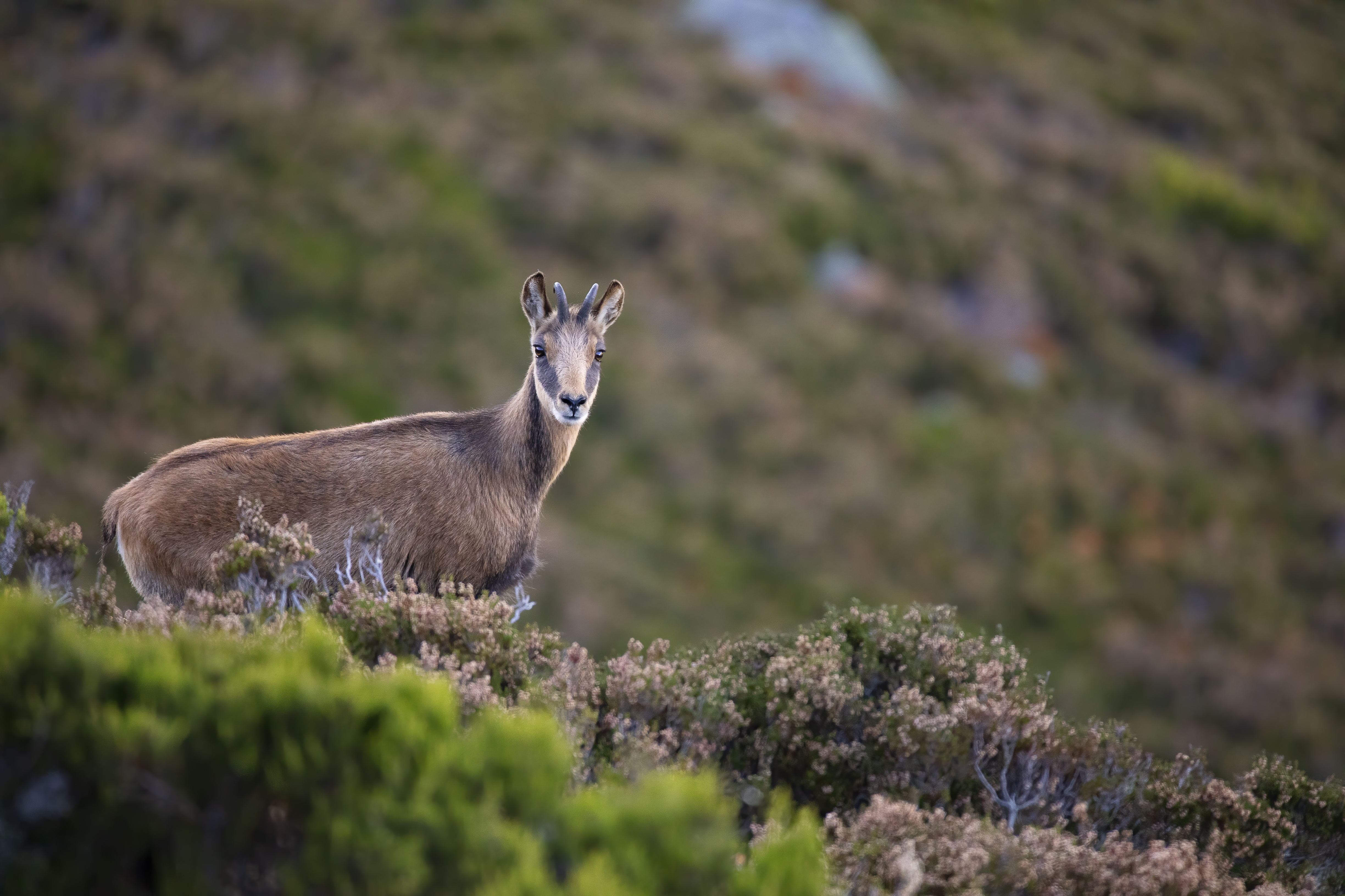 Faune alpine Aravis chamois bouquetin